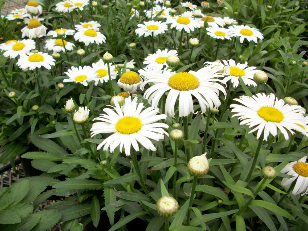 LEUCANTHEMUM X S. 'SNOWLADY'  19CM