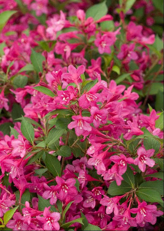 WEIGELA SONIC BLOOM® PINK  G3 15" PW