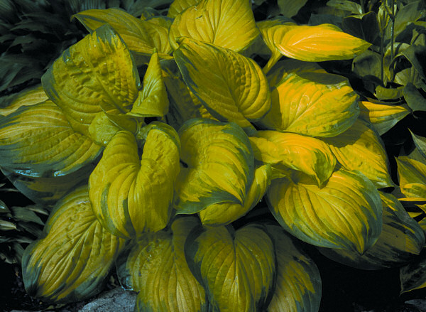 HOSTA 'STAINED GLASS' 19CM PTW