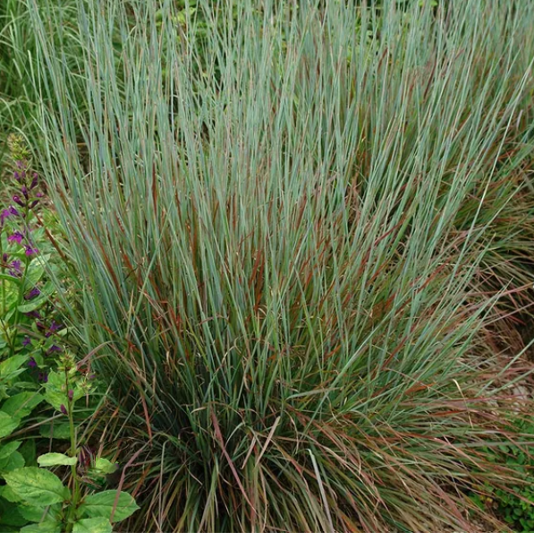 GRASS - SCHIZACHYRIUM STAND. OVATION G2 AB