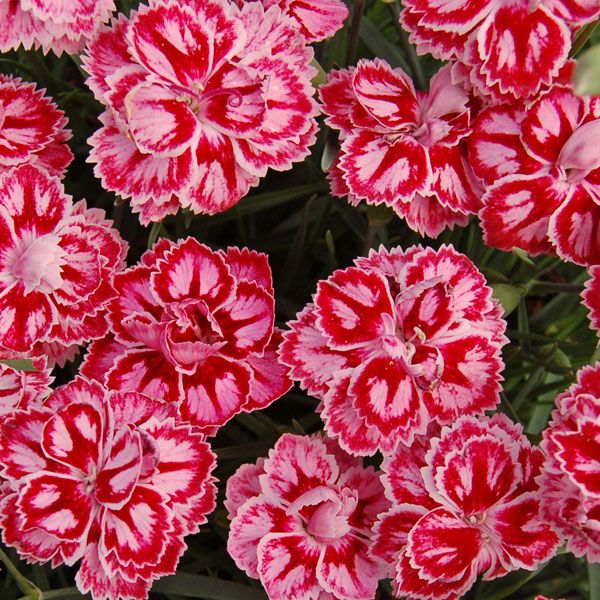 DIANTHUS 'STARBURST' 19CM