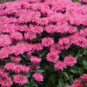 MONARDA SUGAR BUZZ 'BUBBLEGUM BLAST' 19CM PTW