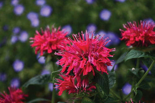 MONARDA SUGAR BUZZ 'CHERRY POPS' 19CM PTW