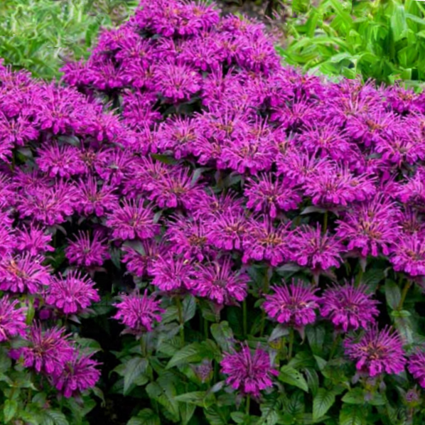 MONARDA SUGAR BUZZ 'GRAPE GUMBALL' 19CM PTW