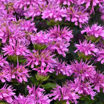 MONARDA SUGAR BUZZ 'ROCKIN RASPBERRY' 19CM PTW