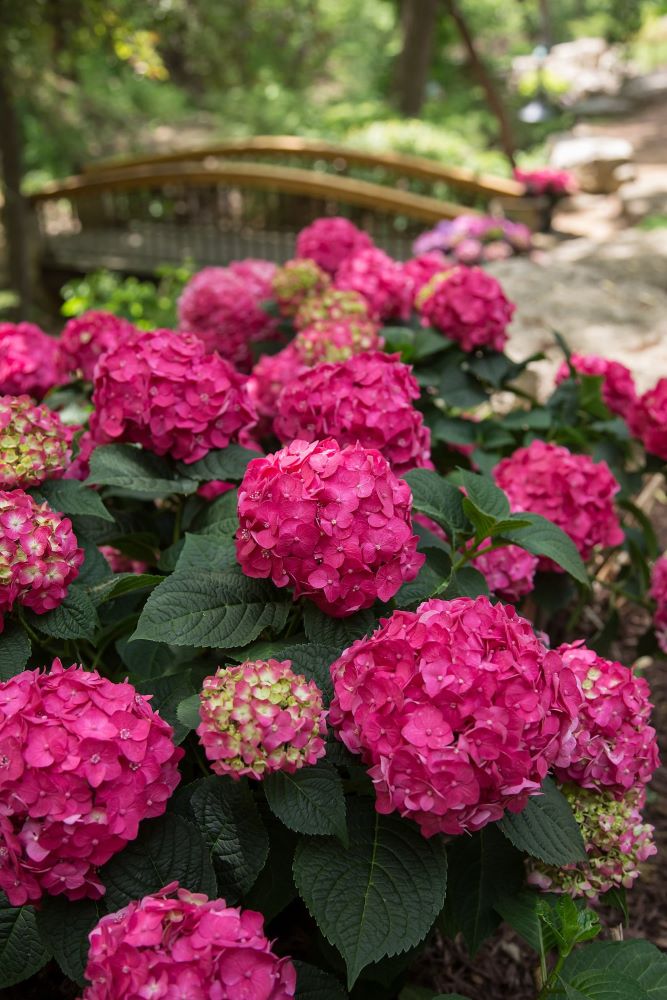 HYDRANGEA M. 'SUMMER CRUSH'® G2 ES FCD