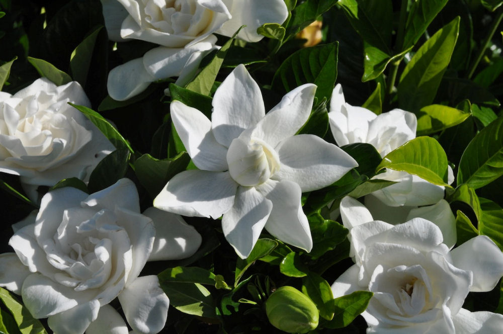GARDENIA JAS. 'SUMMER SNOW' G1 PTW