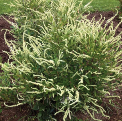 CLETHRA AL. 'SMR SPARKLER' G3 24"