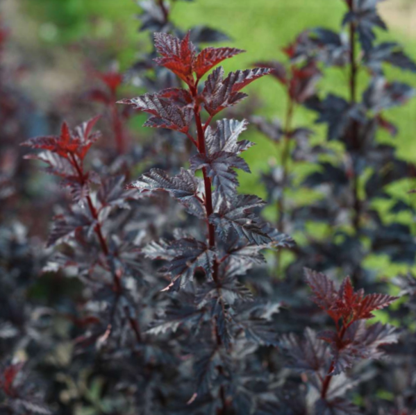 PHYSOCARPUS O. 'SMR WINE® BLACK' G3 15" PW