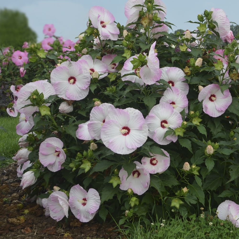 HIBISCUS X 'SUMMERIFIC BALLET SLIPPERS'  G2 PW
