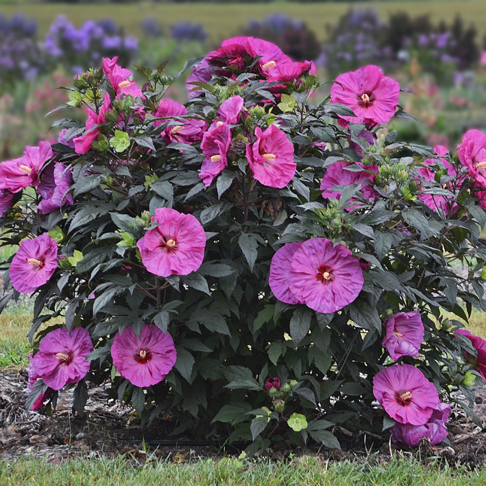 HIBISCUS X 'SUMMERIFIC BERRY AWESOME'  G2 PW