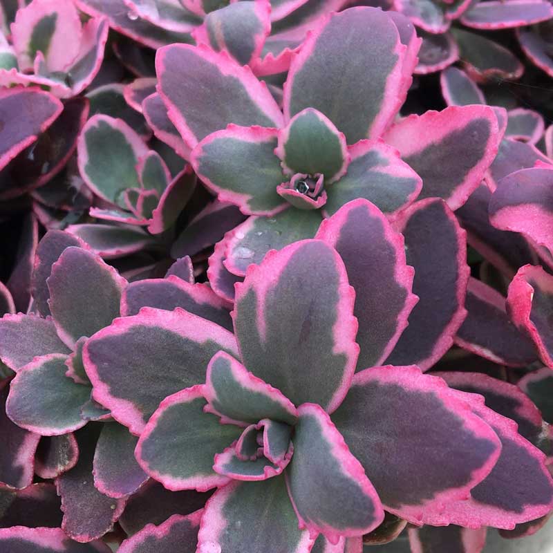 SEDUM 'DREAM DAZZLER' 19CM PTW