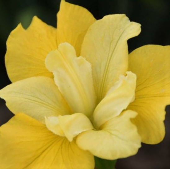 IRIS SIBERICA 'SUNFISHER' 19CM PTW