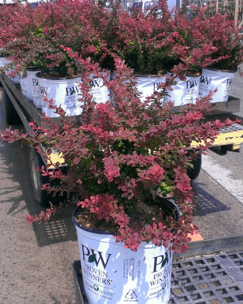 BERBERIS THUN. 'SUNJOY® TANGELO' G3 PW