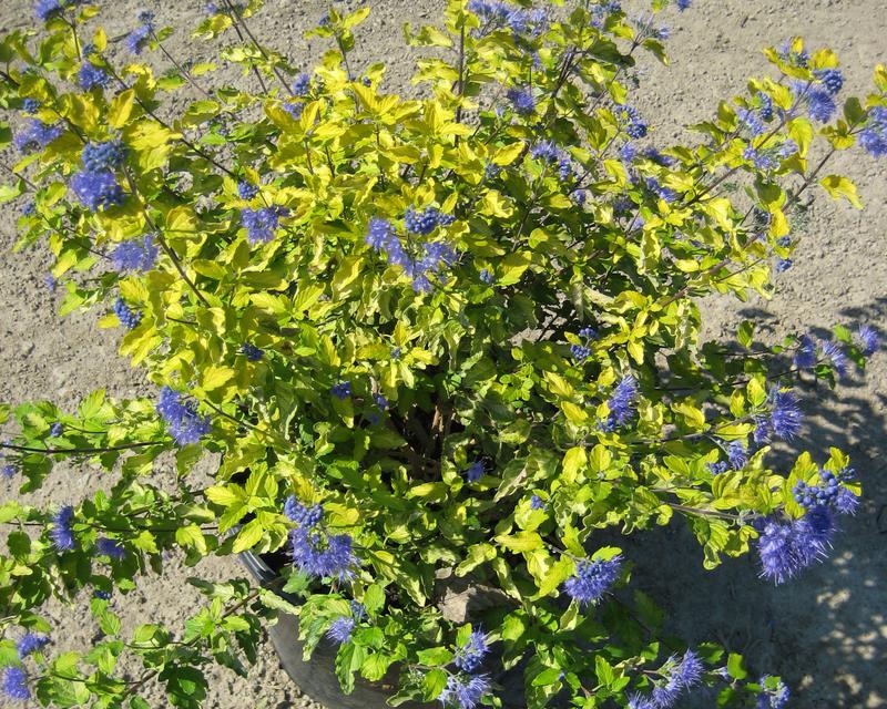 CARYOPTERIS 'SUNSHINE BLUE® II'  G2 12" PWDP