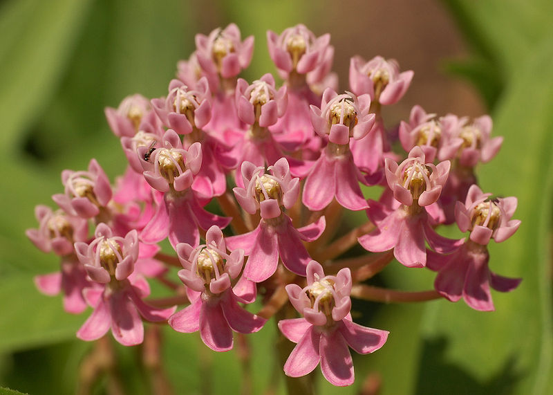 ASCLEPIAS INCARNATA G1 AB