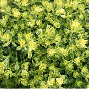 SEDUM 'SWEET N SOUR'  19CM PTW