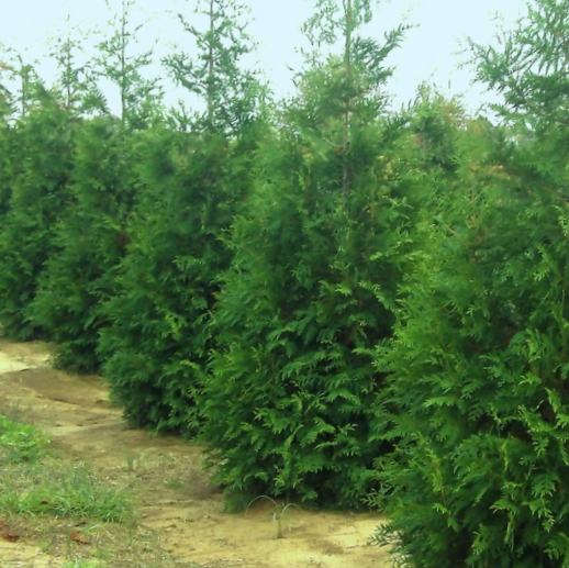 THUJA X. 'JUNIOR GIANT' G3 24"