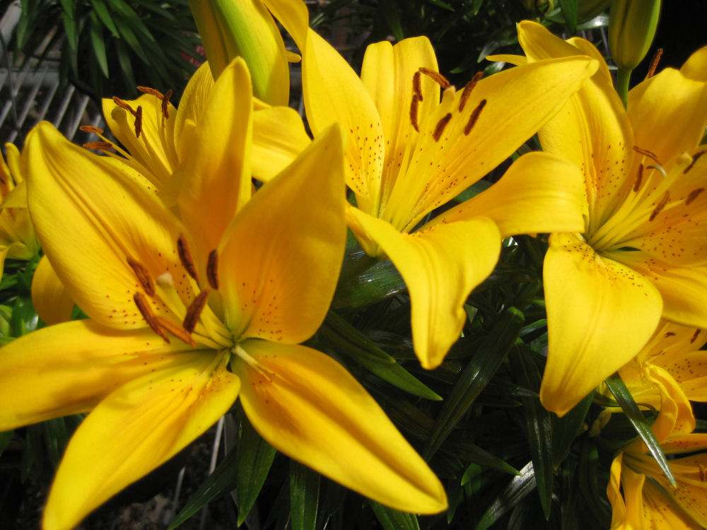 LILIUM ASIATIC 'TINY BEE' 19CM