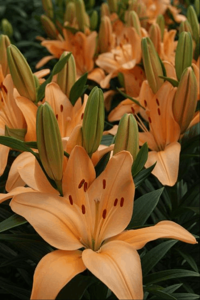 LILIUM ASIATIC 'TINY MOON'  19CM