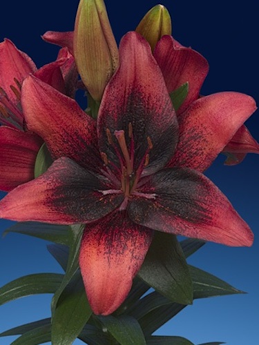 LILIUM ASIATIC 'TINY SHADOW' 19CM