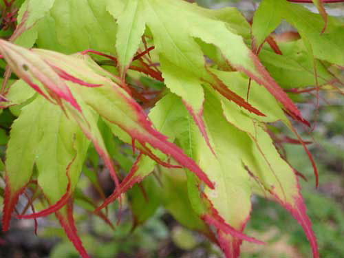ACER PA. 'TSUMA GAKI' G3