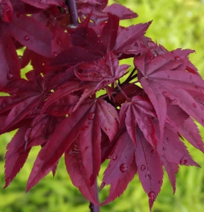 ACER PA. 'TWOMBLY'S RED SENTINEL' G3 18"
