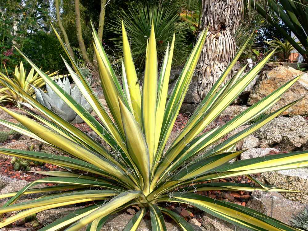 YUCCA FILAMENTOSA 'COLOR GUARD'  G2 PTW