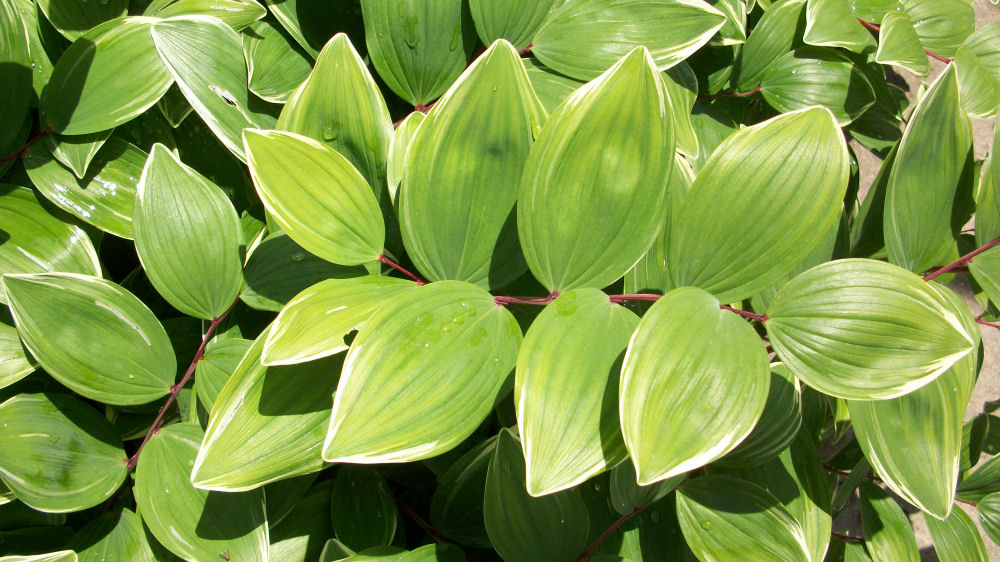 POLYGONATUM ODORATUM VARIEGATUM 19CM