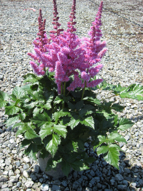 ASTILBE 'VISION IN PURPLE'  19CM