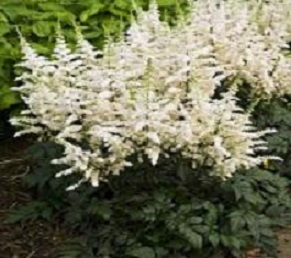 ASTILBE 'VISION IN WHITE' 19CM