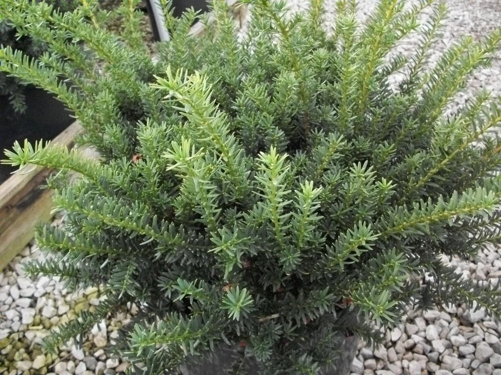 TAXUS MEDIA 'WARDII' G3 12"