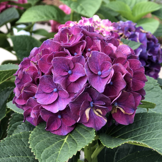 HYDRANGEA M. 'WEE BIT GRUMPY'®  G2 PW