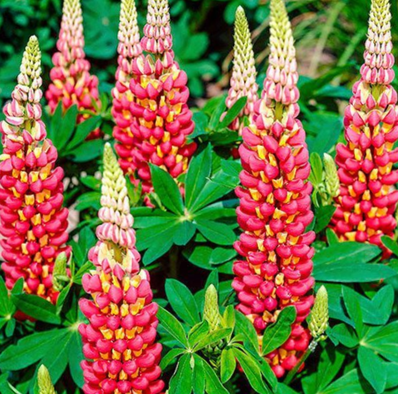 LUPINUS WESTCOUNTRY TEQUILA FLAME PF600 MP