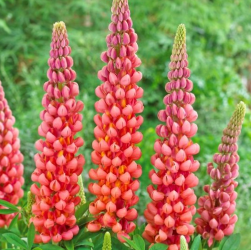 LUPINUS WESTCOUNTRY TERRACOTTA PF600 MP