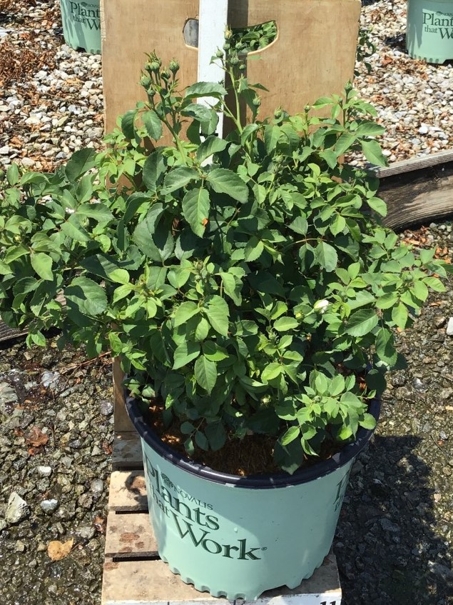 ROSE 'WHIPPED CREAM'  G3 PTW