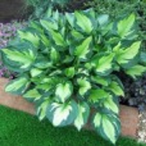 HOSTA 'WHIRLWIND' 19CM