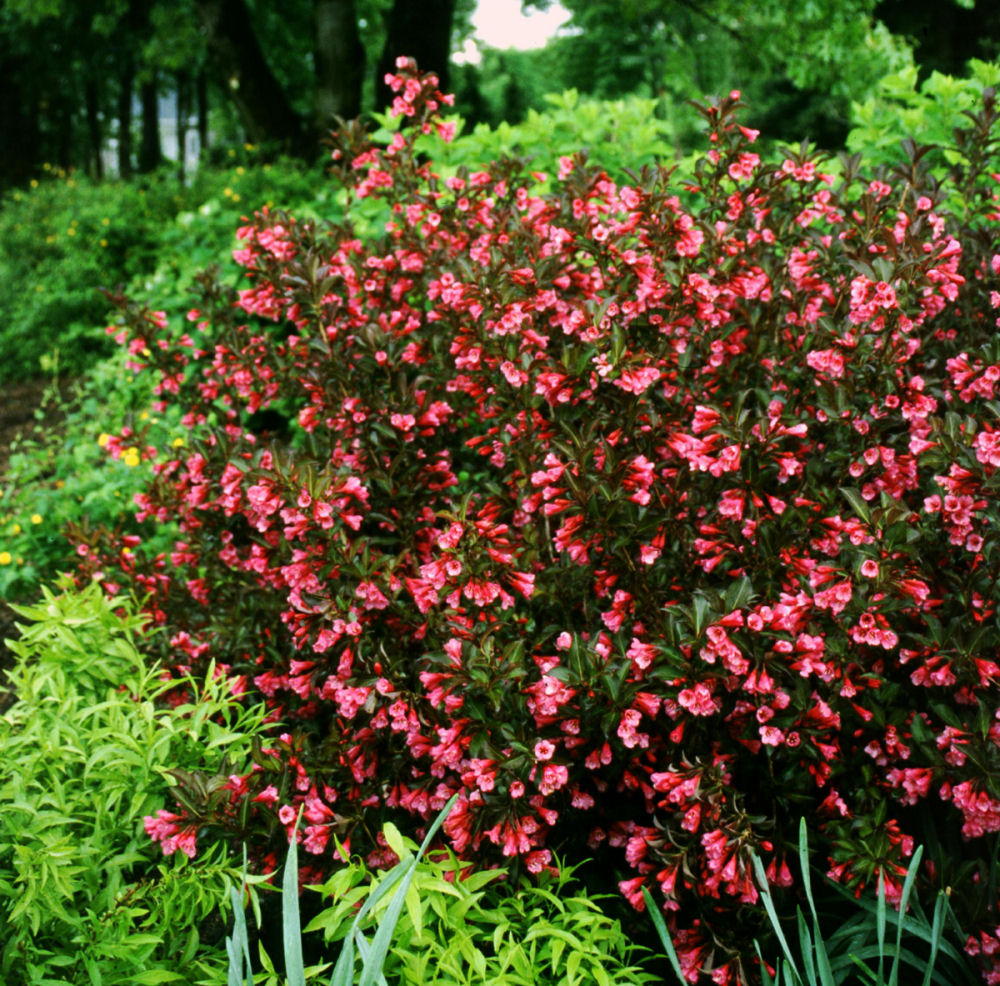 WEIGELA 'WINE & ROSES'® G3 15" PW