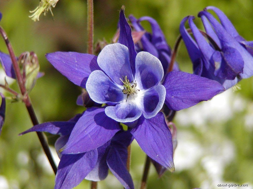 AQUILEGIA 'WINKY PURPLE & WHITE' 19CM