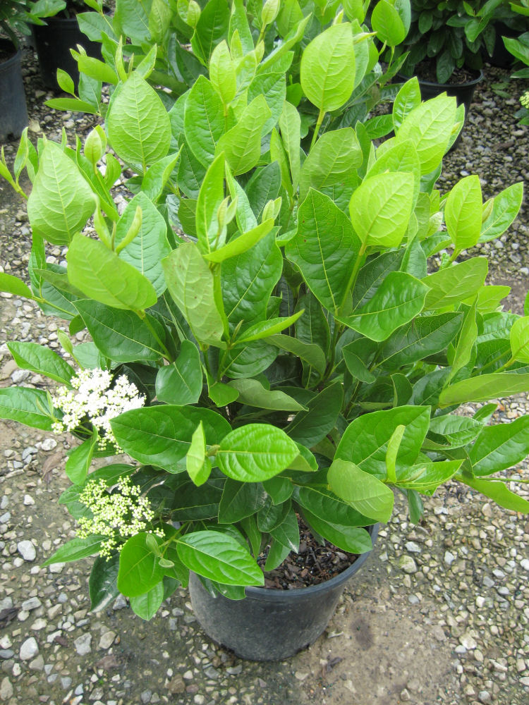 VIBURNUM NUDUM 'WINTERTHUR' G2 10" AB