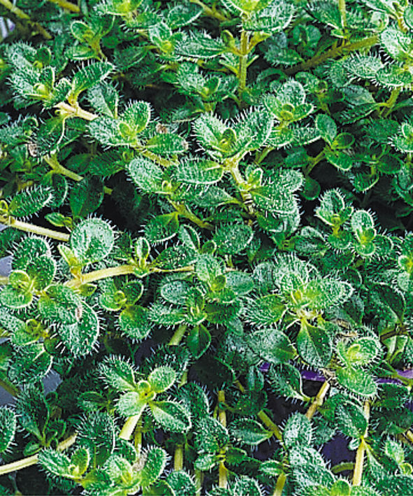 THYMUS PSEUDO. WOOLY 19CM