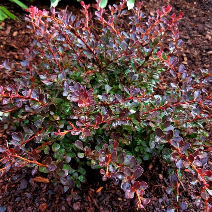 BERBERIS THUN. 'CRIMSON CUTIE'  G2 10" WF