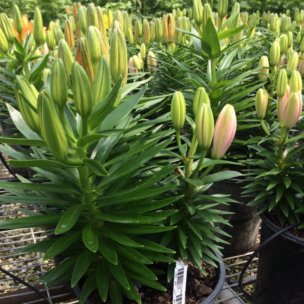 LILIUM GRB-A YELLOW/ORANGE/PINK 19CM