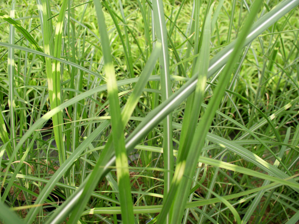 GRASS - M. S. 'ZEBRINUS' G2
