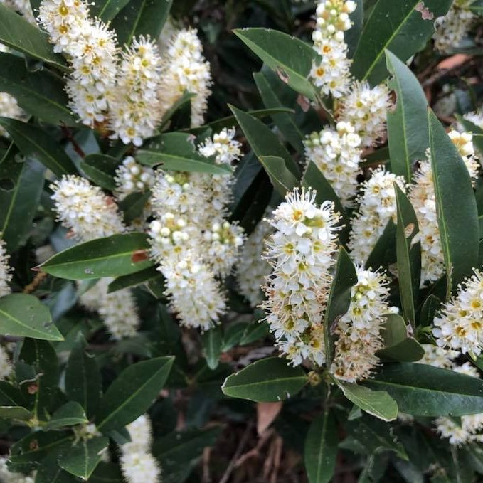 PRUNUS L. 'ZIMMERMAN' G3