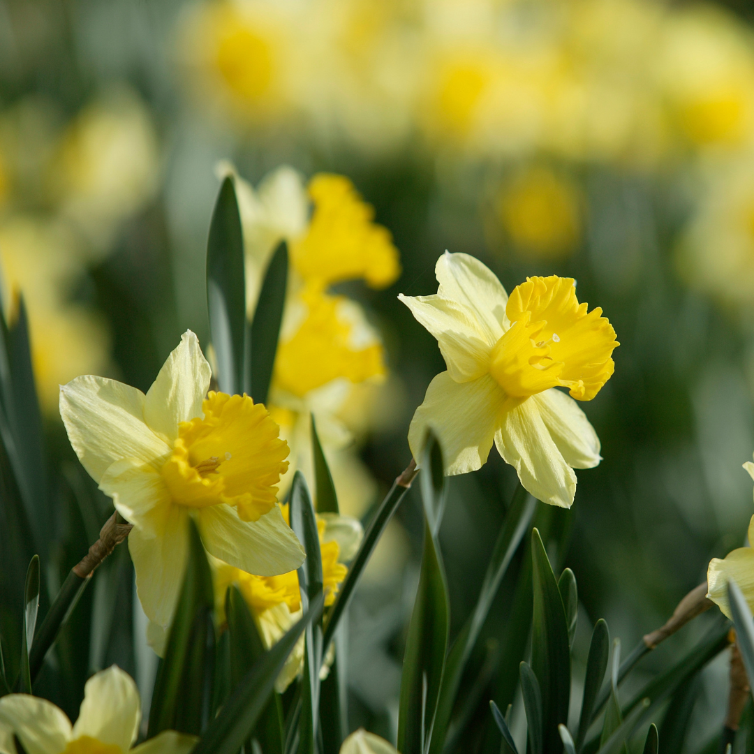 daffodils bunch of daffodils