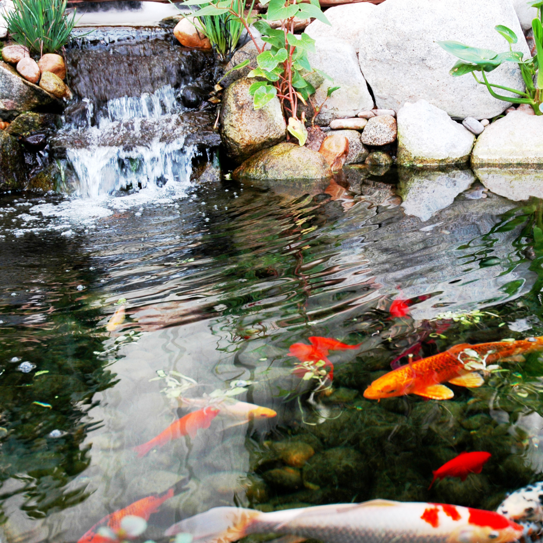 waterfall in a fish pond