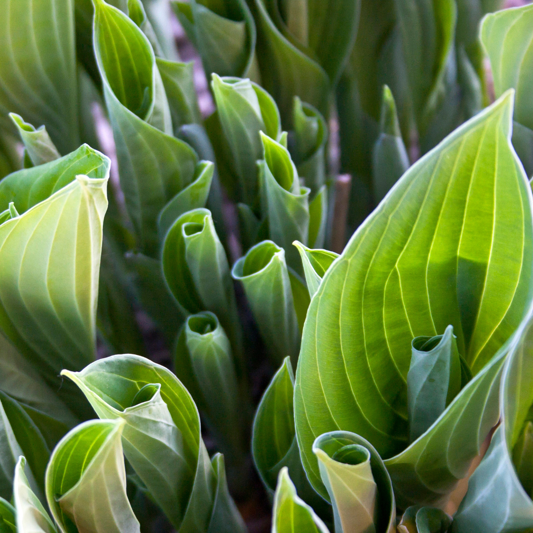 hosta New growth hostas