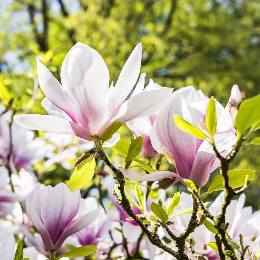 magnolia magnolia tree blossoms