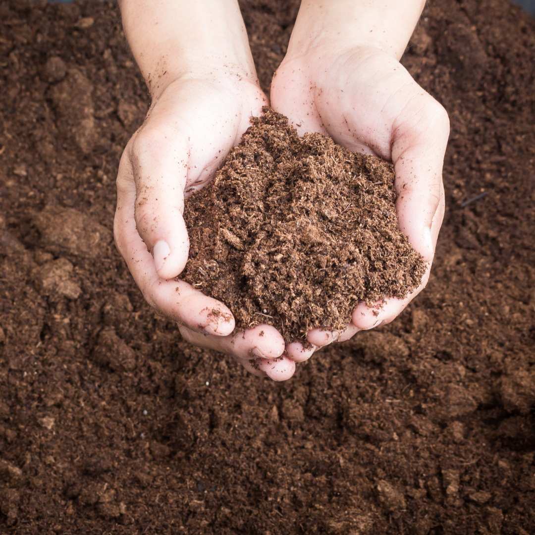 peat moss in hands